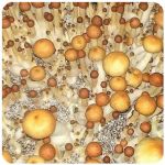 Псилоцибиновые (галлюциногенные)  грибы Psilocybin "Golden Teacher" в Калаче-на-Дону